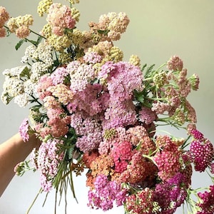 50+ semi di Achillea millefolium (Achillea millefolium) color pastello