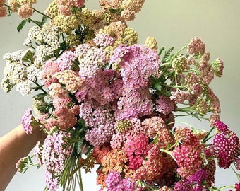 Pode incluir: Um vibrante buquê de flores de mil-folhas em tons de rosa, pêssego e creme. As flores têm uma aparência agrupada e texturizada com caules e folhagens verdes. O arranjo é mantido contra um fundo neutro, mostrando a beleza natural das flores.