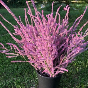 May include: A large bundle of pink flowers with long, slender stems, filling a black plastic pot. The flowers have a feathery texture and a vibrant pink hue. The pot sits on a bed of green grass, with trees in the background.