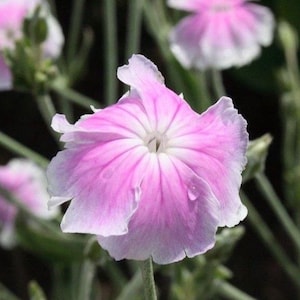 30 seeds rare ROSE CAMPION Angel’s Blush (Lychnis coronaria)