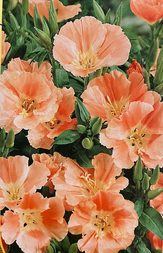 50 seeds Godetia Apricot Godetia Grandiflora Azaelaflora Etsy