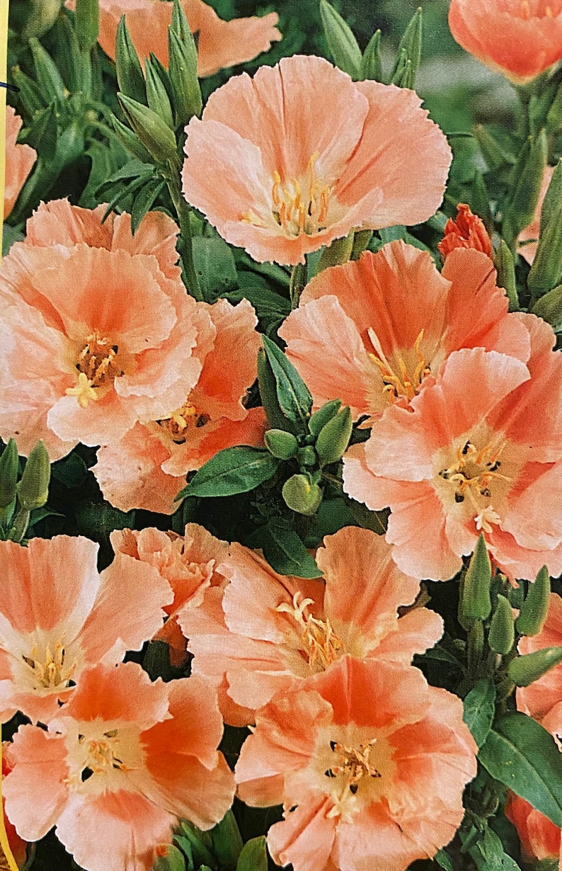 50 Seeds Godetia Apricot Godetia Grandiflora Azaelaflora Etsy