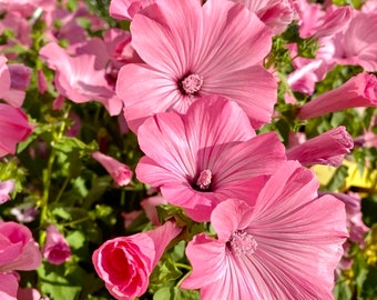 40 seeds Lavatera  Silver Cup Rose Mallow Seeds - annual