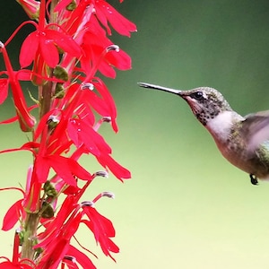 100+seeds Lobelia Cardinalis Cardinal Flower hummingbirds