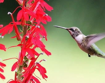 100+seeds Lobelia Cardinalis Cardinal Flower hummingbirds