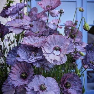 50 seeds Shirley Grey Poppies Seed (Papaver rhoeas)