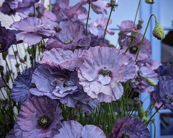 50 seeds Shirley Grey Poppies Seed (Papaver rhoeas)