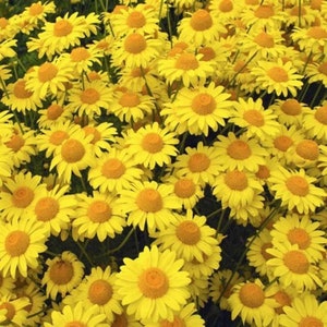 50 seeds Marguerite Daisy Yellow Anthemis Tinctoria Kelwayi Perennial image 3