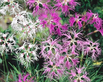 May include: Close-up of vibrant pink and white fringed flowers with red centers, set against a backdrop of green foliage. The flowers have a star-like shape and delicate, thread-like petals. The image showcases a variety of blooms in different stages of development.