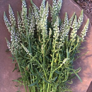 50seeds White Mignonette Reseda alba image 2