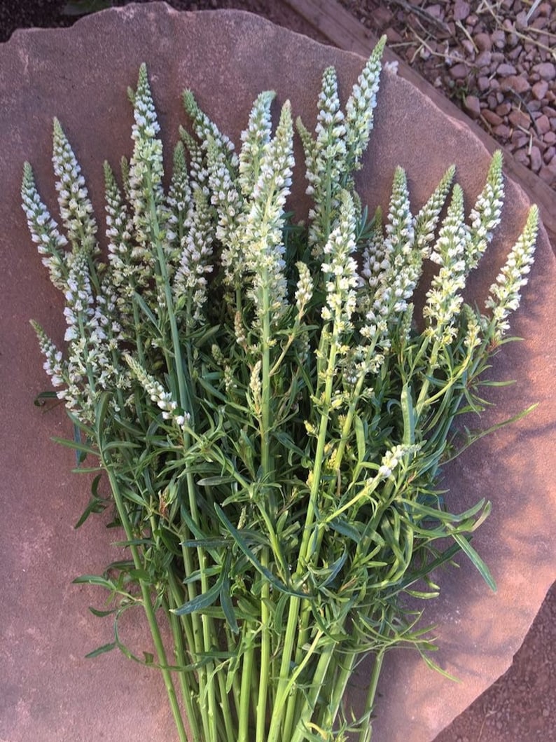 50seeds White Mignonette Reseda alba image 2