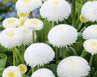 50 Seeds Bellis perennis, Daisy seeds/White English Daisy seeds - Bellis perennis Flower Balcony biennial Outdoor Cut Organic