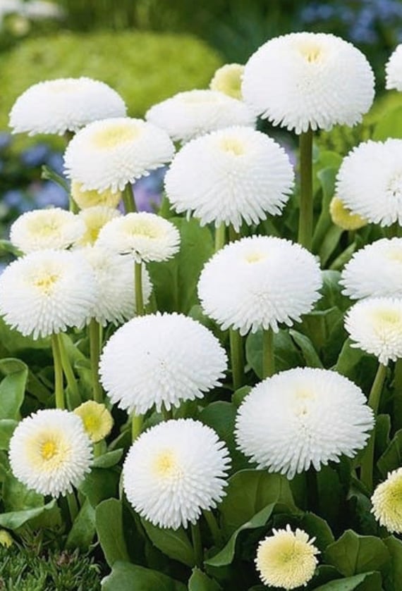 White Daisy Seed 50 Seeds Bellis Perennis Marguerite Flower Garden Seed Hot A228