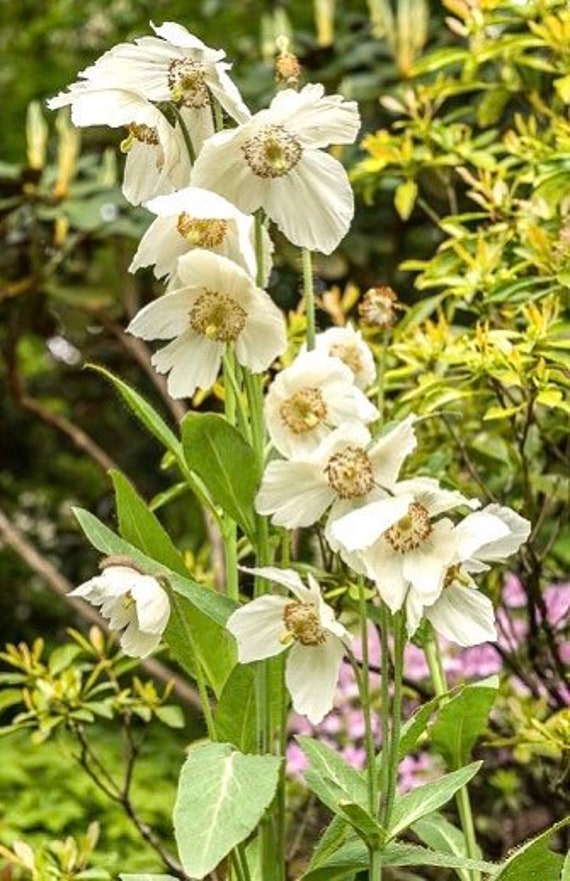 rare perennial flower Himalayan 25 seeds poppy GroCo WHITE MECONOPSIS 