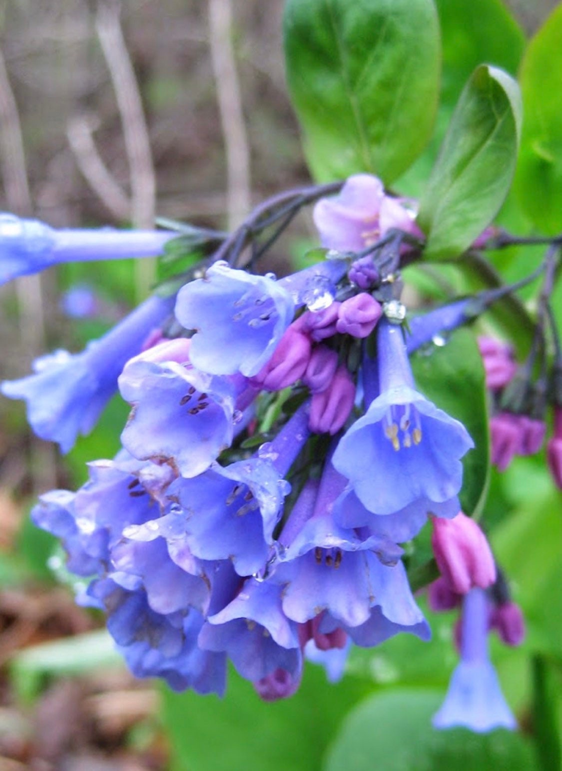 10 Seeds Rare Mertensia Virginica Virginia Bluebells -  Canada