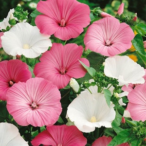 40 seeds Lavatera Rose Mallow Loveliness mix white, pink, rose image 2