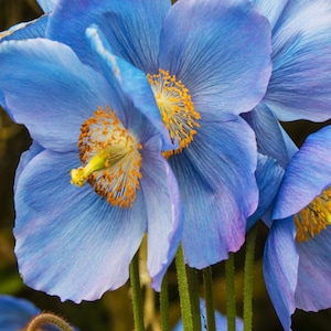 10 seeds blue Poppy Himalayan Meconopsis Betonicifolia image 4