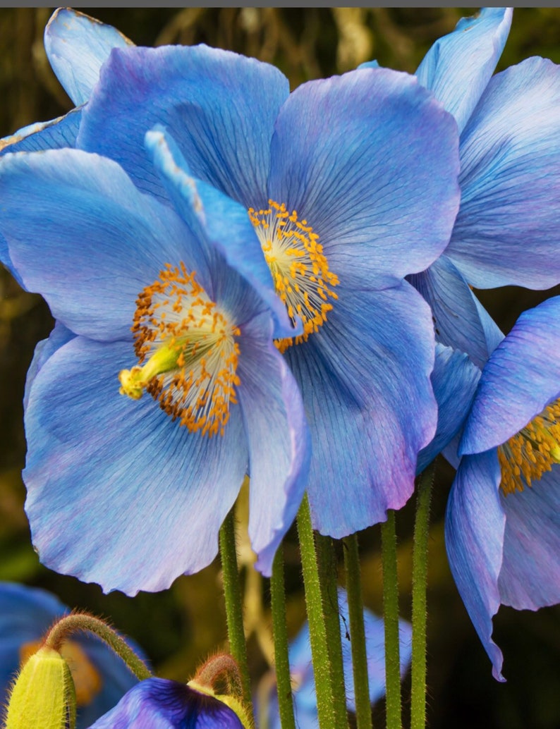 10 seeds blue Poppy Himalayan Meconopsis Betonicifolia image 4