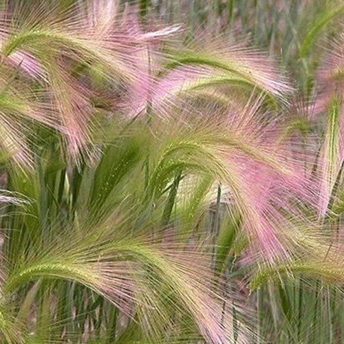 20 +seeds Unique Foxtail Barley (Hordeum jubatum) - good for dry flower