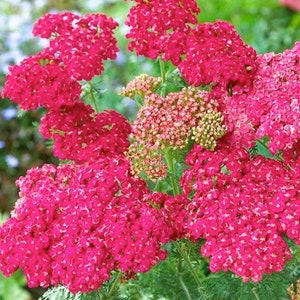 50 seeds Rose Yarrow Achillea Millefolium image 4