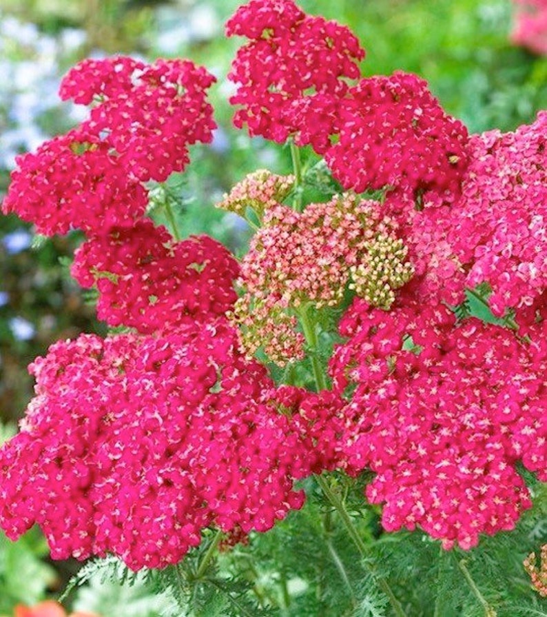 50 seeds Rose Yarrow Achillea Millefolium image 4