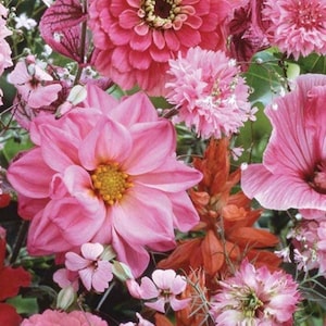 30 semillas de hermosa flor rosa mezcla