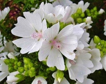 30 Seeds Hollyhock (Malva Moschata White)