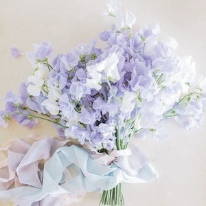 10 +seeds Sweet Pea “ Royal Lavender ” Lathyrus odoratus