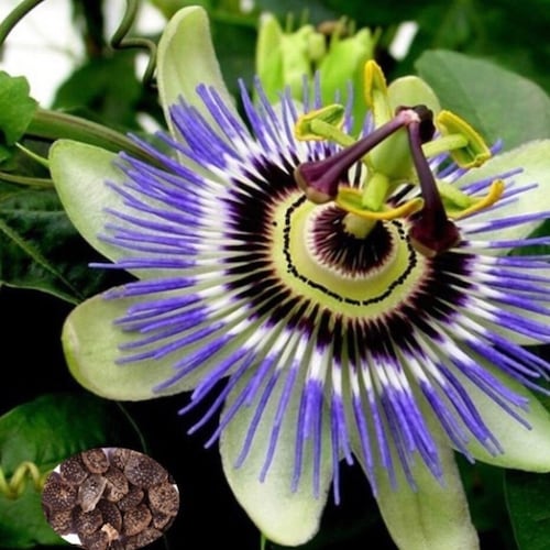 20 Seeds Passion Fruit Flower Seeds Etsy