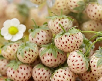 May include: A close-up of several white strawberries with red seeds and green leaves. A white flower with a yellow center is in the background. The strawberries are in a basket.