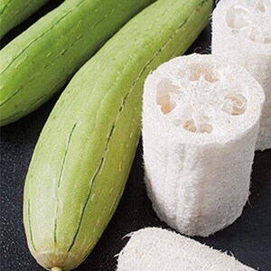 10 Extra Long Smooth Luffa Gourd Seeds - Open-Pollinated, USA Grown, 2025 Season