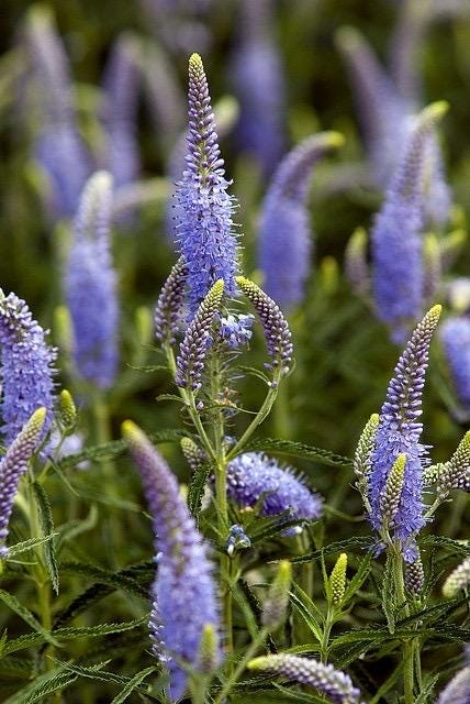 50 Seeds Veronica Speedwell Flower Perennial - Blue - Etsy