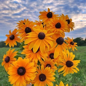 50 seeds Black Eyed Susan Rudbeckia hirta