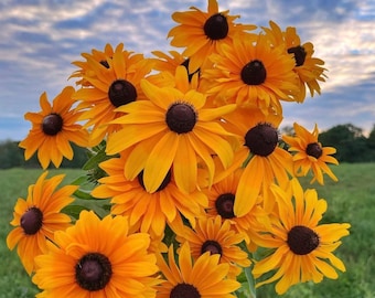 50 seeds Black Eyed Susan Rudbeckia hirta
