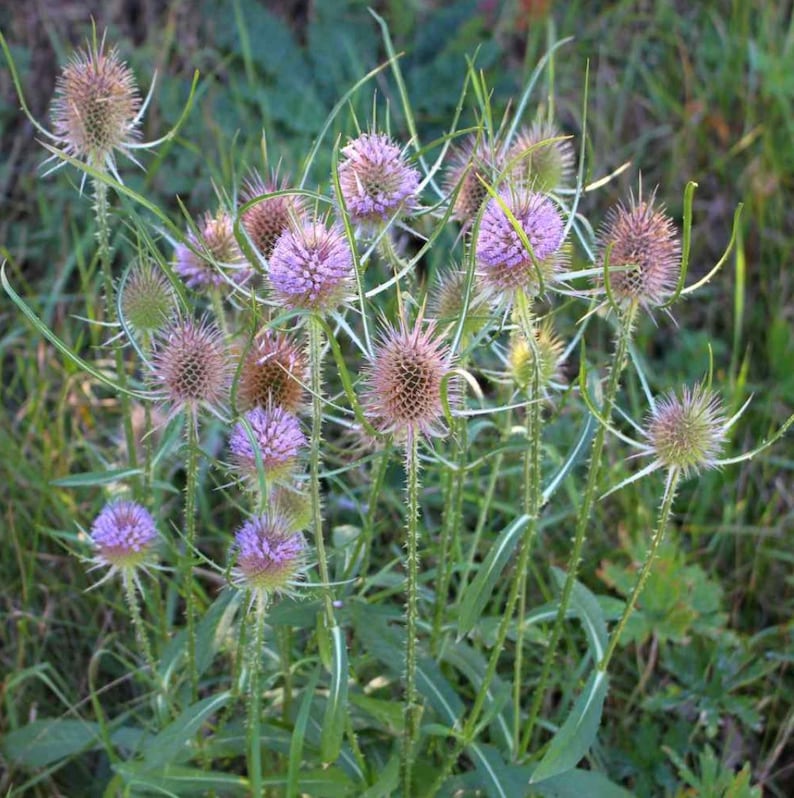 50 seeds Teasel Dipsacus Sativus image 5