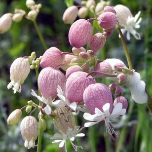 50 semillas de Colleja de vejiga Silene Latifolia Blanche White - perenne