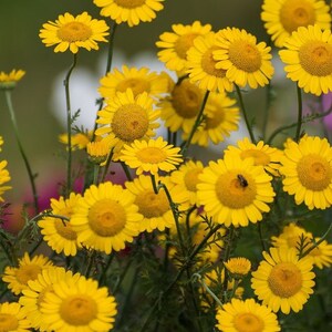 50 seeds Marguerite Daisy Yellow Anthemis Tinctoria Kelwayi Perennial image 2