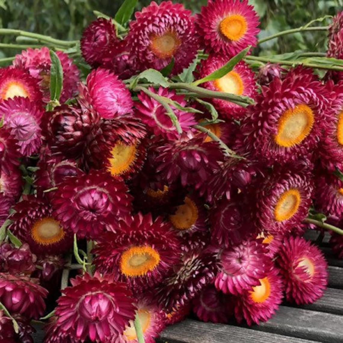 50 seeds Unique Strawflower Seed Copper Red Etsy Canada