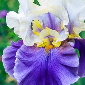 Peut inclure: Gros plan sur une fleur d'iris vibrante. Les pétales présentent un dégradé de couleurs, avec du violet foncé à la base, passant à des nuances plus claires de violet et de blanc au sommet. Des accents jaunes sont visibles au centre, avec un arrière-plan vert flou.