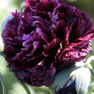 May include: A close-up of a fully bloomed, dark burgundy flower with layered petals. The flower has a velvety texture and is surrounded by green foliage. A closed bud is also visible.