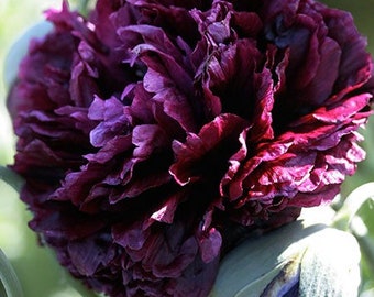 50 seeds Peony Paeoniflourum Poppy black