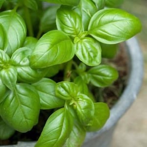 50+seeds Organic sweet garden Basil seeds
