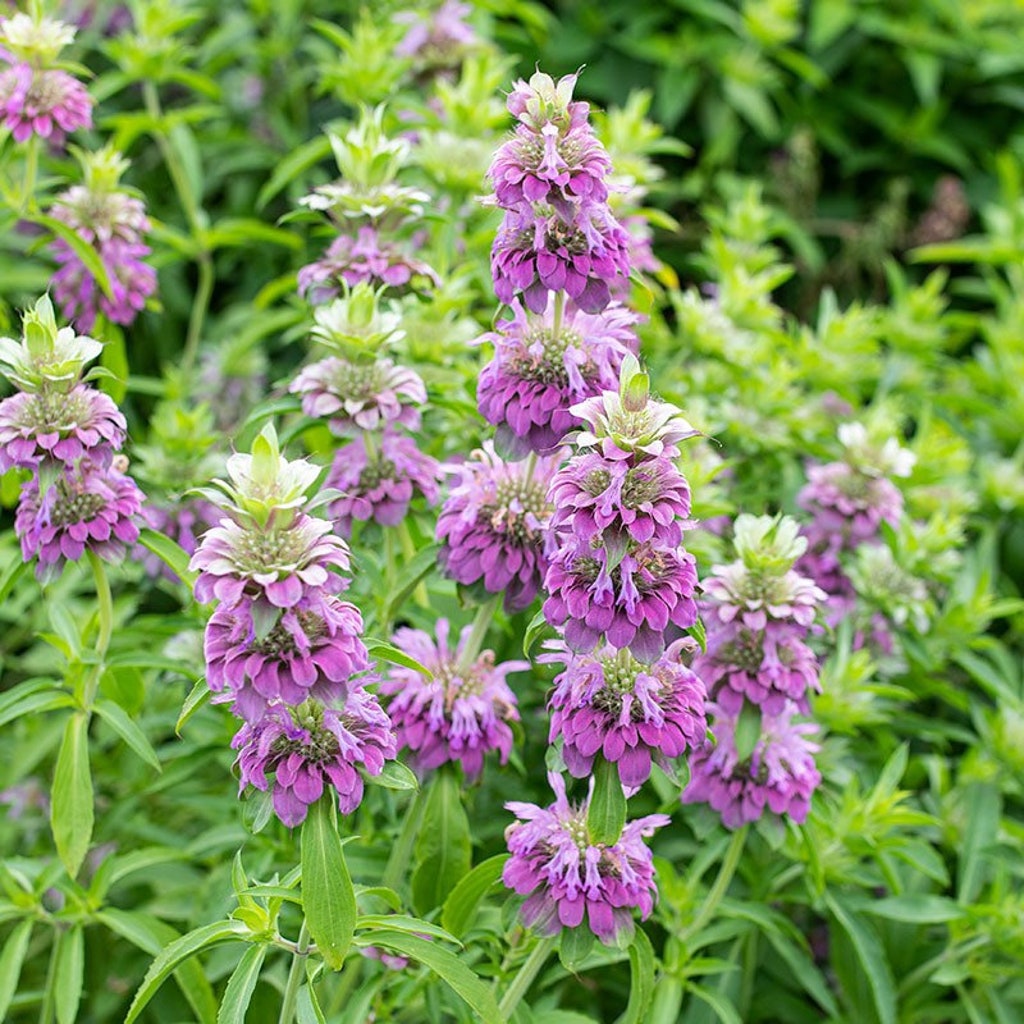 50 Samen Bienenmelisse Monarda Citriodora