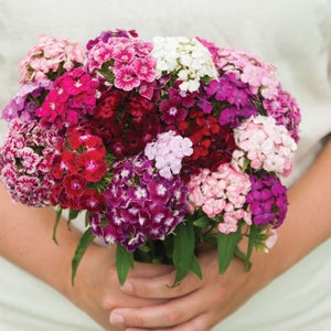 50 seeds Dianthus Seeds - Sweet William Mix