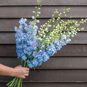 Magic Fountains Seed sky blue  Wildflowers  English Garden  Wedding Flowers Cut Flowers  Bee  Bouquet Flowers - 50 seeds