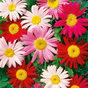 50+ Samen Elegante Landhaus Gartenblume Heirloom Chrysanthemum Samen - Painted Daisy - Mix