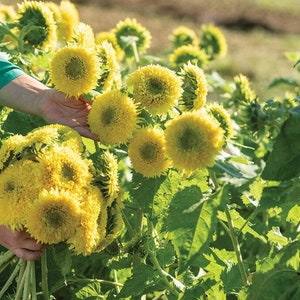 25 semillas de girasol de osito de peluche grande y lindo