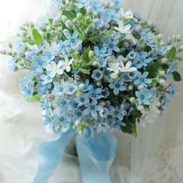 100 seeds Forget-Me-Not Myosotis Sylvatica Mystic Blue