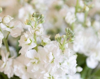 30 seeds stock Seeds - white Matthiola incana