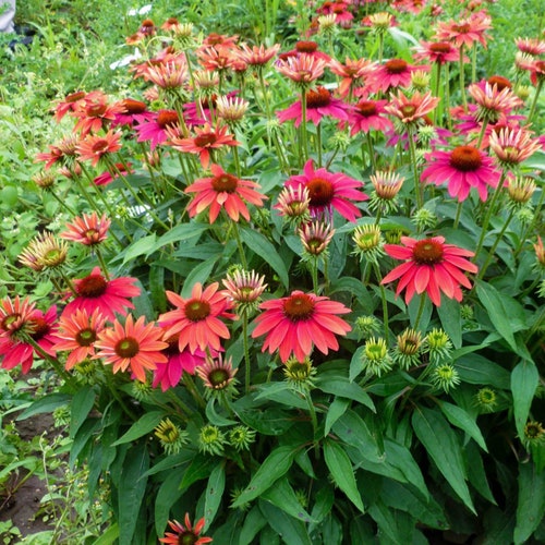 20 + Seeds Sombrero Salsa Red Coneflower Ecmhinacea‘Balsomsed’